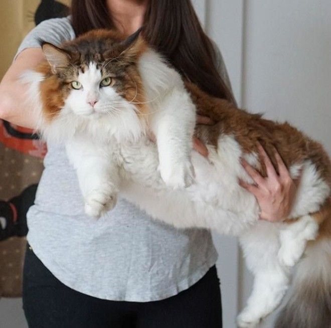 Соломон: один из самых больших котов в мире 33