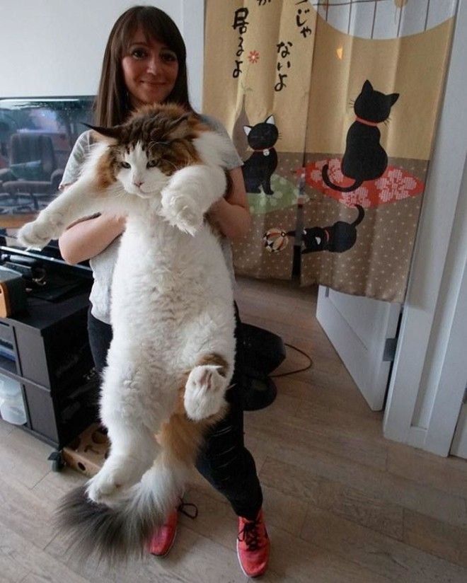 Соломон: один из самых больших котов в мире 35