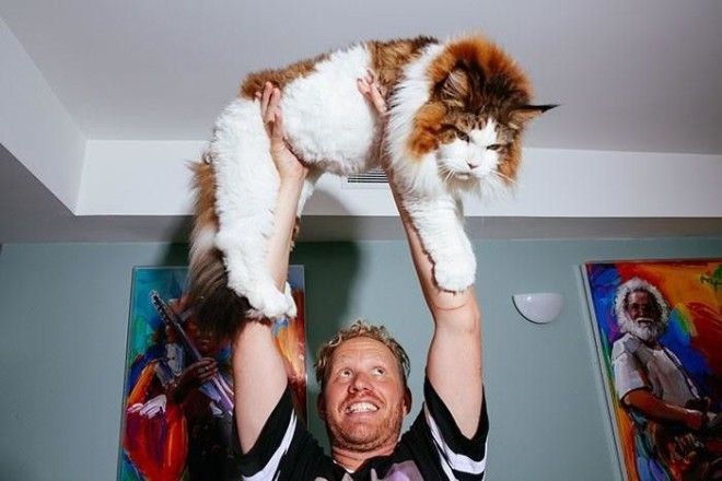 Соломон: один из самых больших котов в мире 36