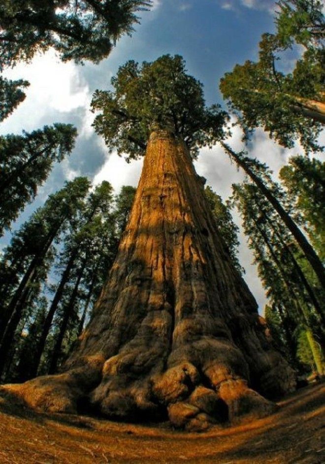 Топ-10 самых высоких деревьев 36
