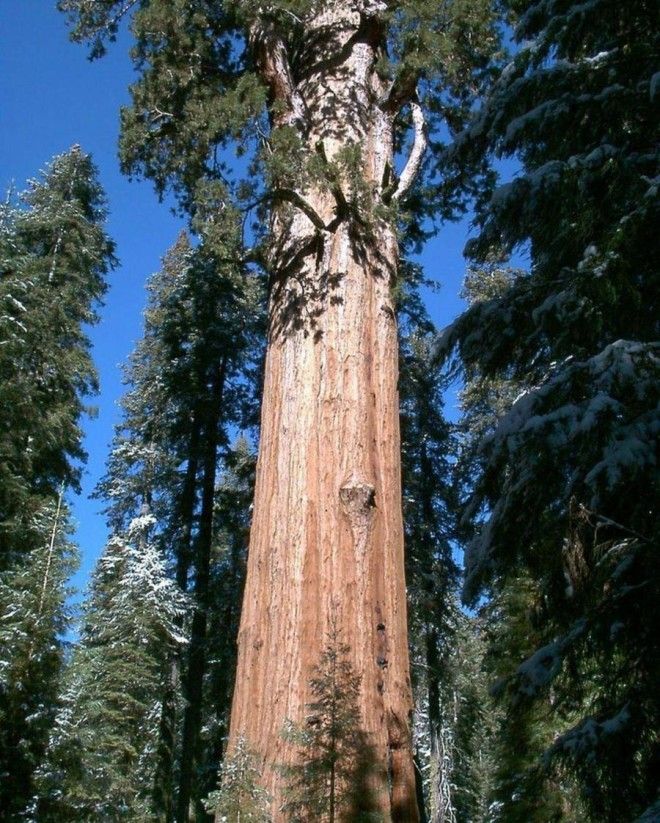 Топ-10 самых высоких деревьев 32
