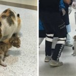 В Турции кошка принесла своего ребёнка в отделение скорой помощи. Человеческие врачи не могли им не помочь