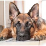 «Слишком поздно…»: собака нашла больницу, где лежал ее хозяин с COVID-19