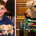 Маленький мальчик самостоятельно сделал из конструктора Лего коляску для щенка с инвалидностью