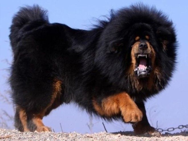 Тибетский мастиф. Самая дорогая собака на земле! 23