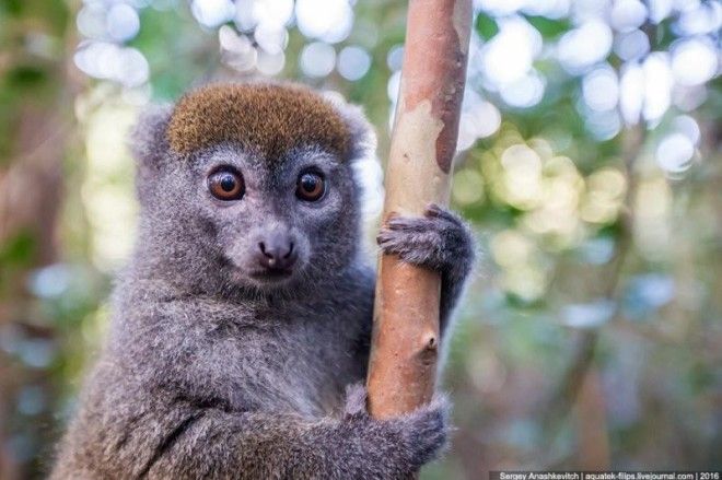 То, зачем тысячи туристов едут на Мадагаскар 60