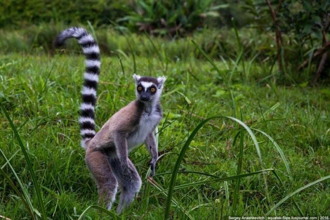 То, зачем тысячи туристов едут на Мадагаскар 67