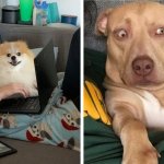 15 фотографий смешных и дурашливых собак, которые не дают своим владельцам заскучать ни на одну секундочку