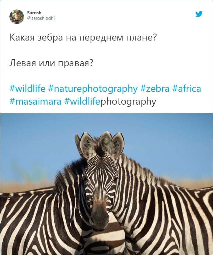 В сети появилось фото с оптической иллюзией: люди пытаются угадать какая зебра стоит впереди, и это спор века 31