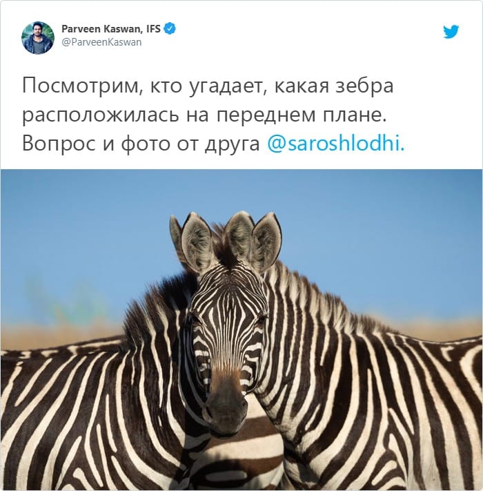 В сети появилось фото с оптической иллюзией: люди пытаются угадать какая зебра стоит впереди, и это спор века 32