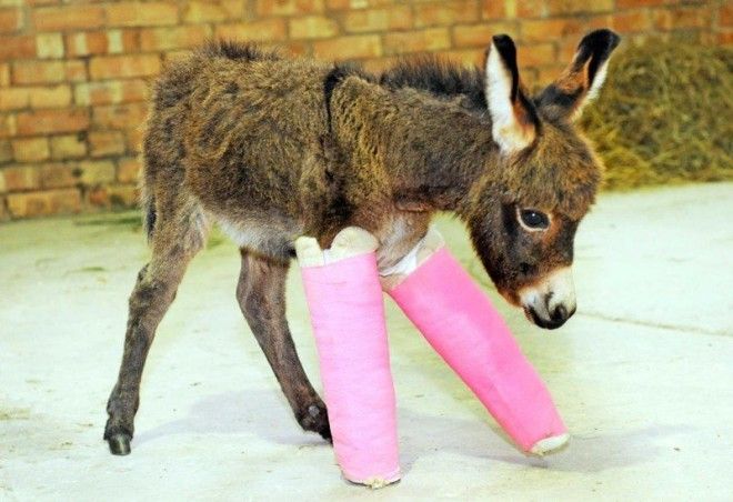 Маленький ослик родился недоношенным и ему пришлось наложить шины на ножки чтобы их выровнять и укрепить ветеринария животные помощь животным