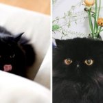 Чёрные котики — великолепны! Вот 15 милах, в которых невозможно не влюбиться
