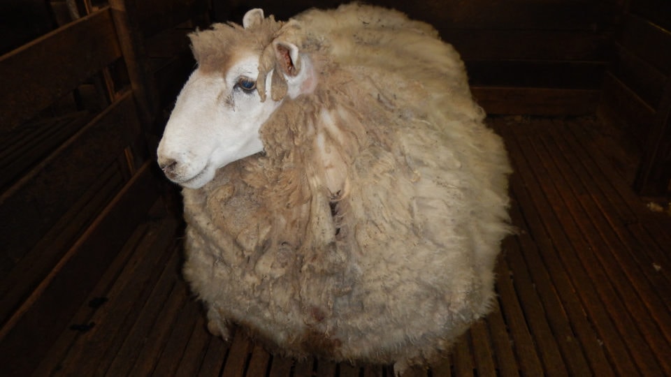 Зоозащитники спасли спутанное лохматое чудище. Чтобы освободить из него овцу, пришлось состричь 20 кг шерсти 18