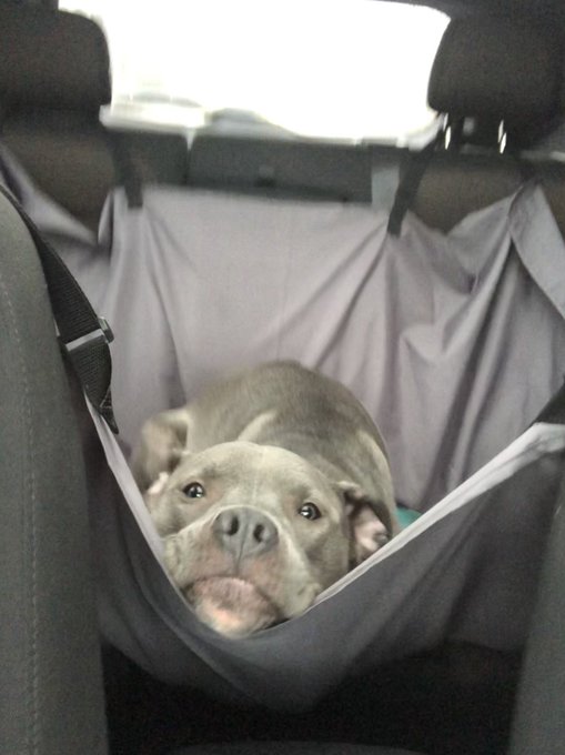 20 крайне уморительных собак, которые любую поездку в машине могут превратить в комедию 68
