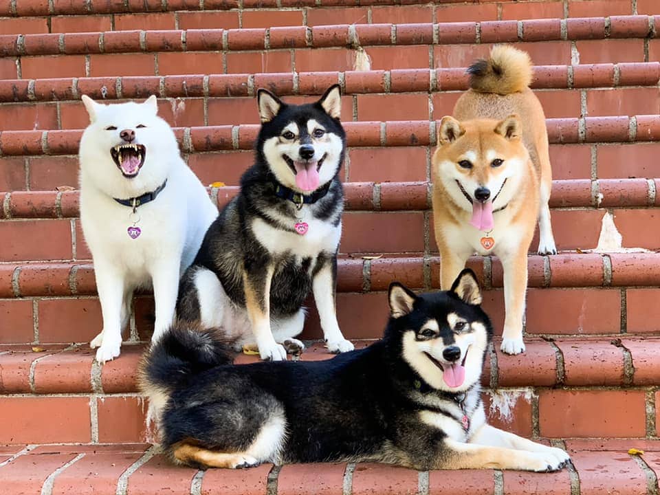 Хозяйка 4 собак делится снимками своих питомиц, одна из которых всегда портит фото. И такой друг есть у всех 38