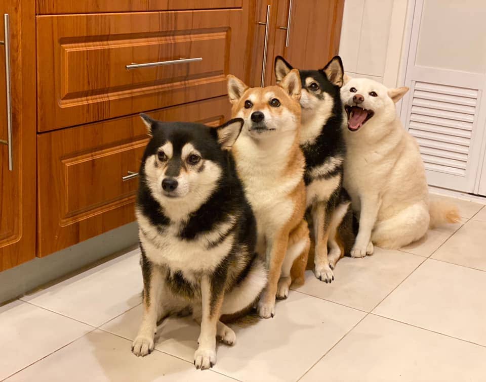 Хозяйка 4 собак делится снимками своих питомиц, одна из которых всегда портит фото. И такой друг есть у всех 41
