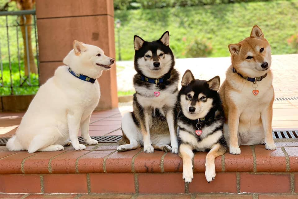 Хозяйка 4 собак делится снимками своих питомиц, одна из которых всегда портит фото. И такой друг есть у всех 42