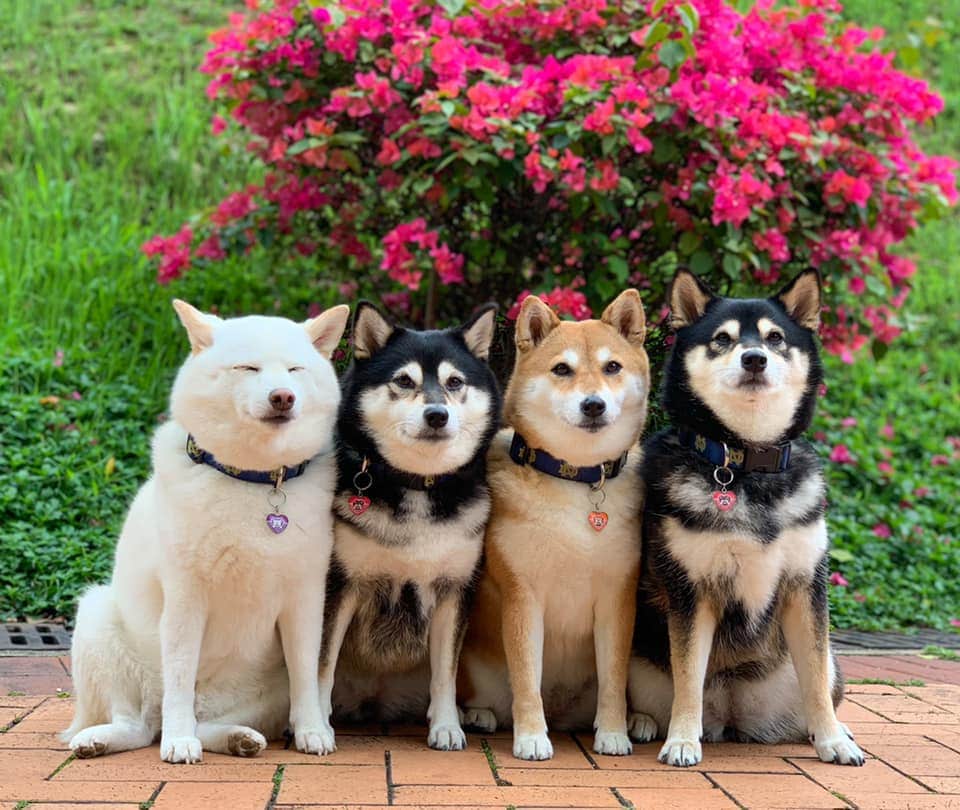 Хозяйка 4 собак делится снимками своих питомиц, одна из которых всегда портит фото. И такой друг есть у всех 43