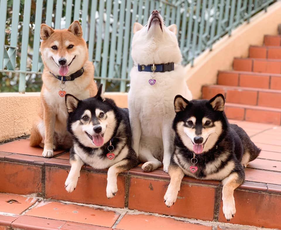 Хозяйка 4 собак делится снимками своих питомиц, одна из которых всегда портит фото. И такой друг есть у всех 46