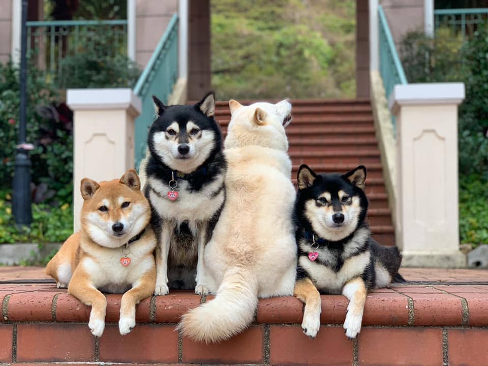 Хозяйка 4 собак делится снимками своих питомиц, одна из которых всегда портит фото. И такой друг есть у всех 47