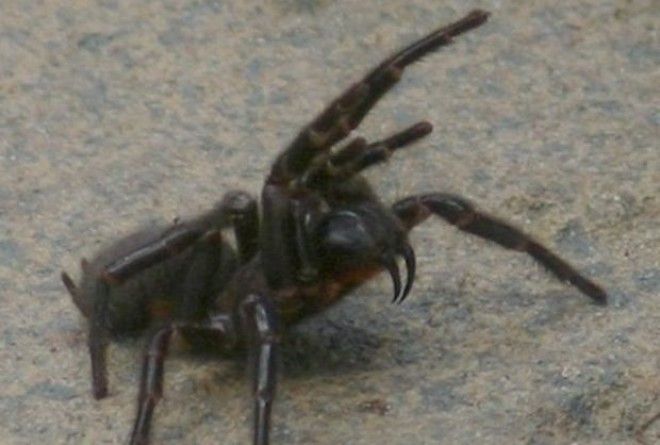 Cиднейский лейкопаутинный паук