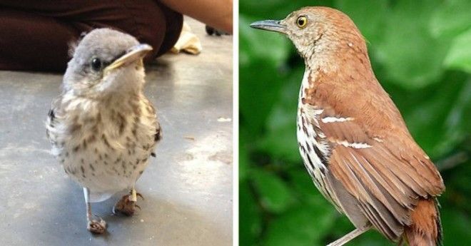 15 привычных нам птиц, которых вы никогда не видели маленькими 42