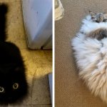 19 фотографий котиков, которые настолько пушисты, что как будто состоят из меха на 99%