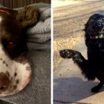 19 фотографий собак, которые выглядят настоящими дурачками и никогда не оставят своих хозяев без веселья