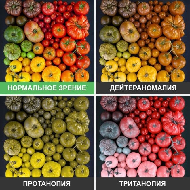 SBКак видят мир люди с разными дефектами зрения