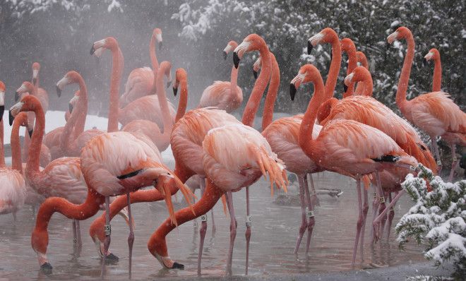 Картинки по запросу flamingo