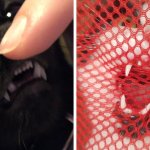 17 фотографий котов, которые показали свои зубы, прибавив себе этим ещё 100 очков милашности