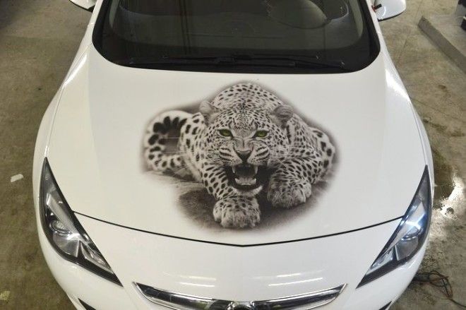 Рисунок леопарда на виниловой пленке наклеенной на капоте Фото pikaburu
