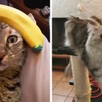 16 забавных и трогательных фотографий котов, которые внезапно осознали, что вся жизнь — это тлен