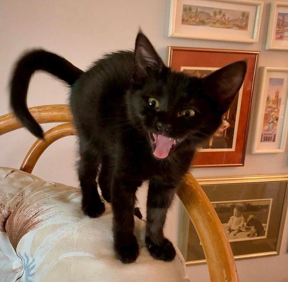 18 фотографий, которые доказывают, что чёрные котики приносят не несчастья, а хорошее настроение 58