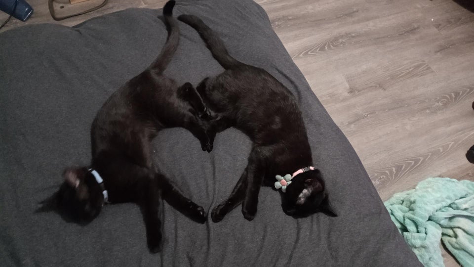 18 фотографий, которые доказывают, что чёрные котики приносят не несчастья, а хорошее настроение 72