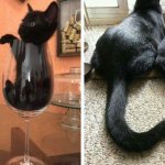 18 фотографий, которые доказывают, что чёрные котики приносят не несчастья, а хорошее настроение