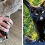 20 фотографий котов, чьи когтищи сражают людей наповал одним своим видом