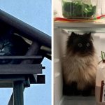 15 случаев, когда коты показали свою беспардонную наглость и были обнаружены там, где их не ждали