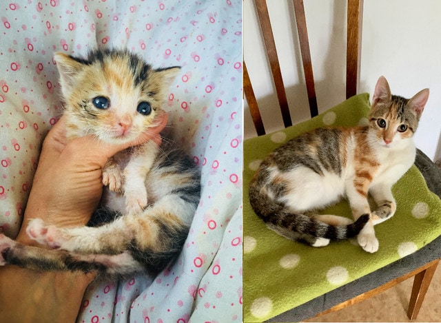 15 фотографий бездомных котов до и после того, как их нашли люди, которые смогли дать им заботу и защиту 59