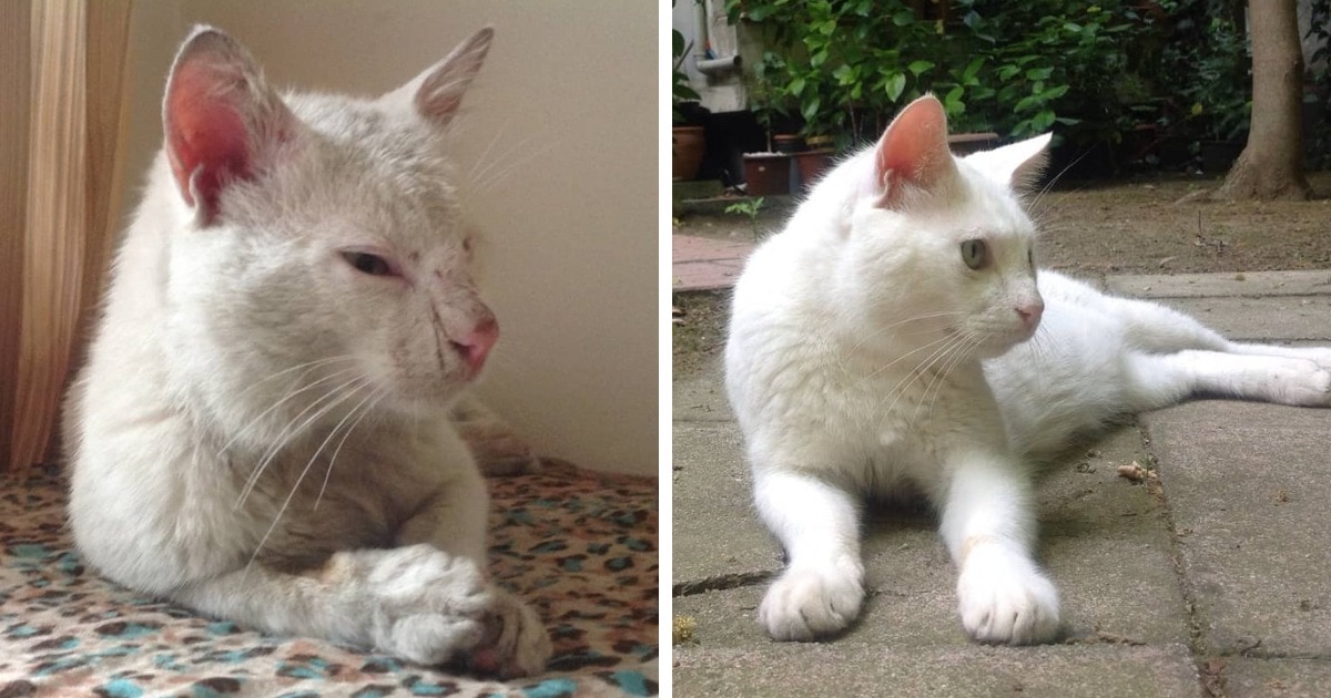 15 фотографий бездомных котов до и после того, как их нашли люди, которые смогли дать им заботу и защиту 46