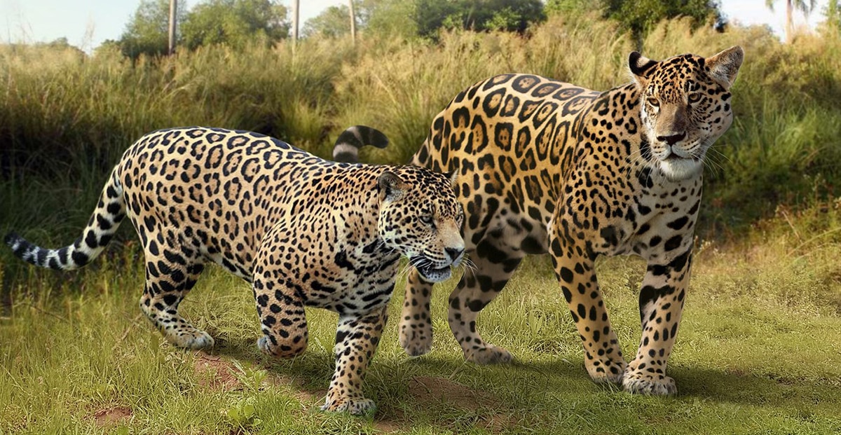 15 наглядных сравнений размеров давно вымерших животных с их современными родственниками 53