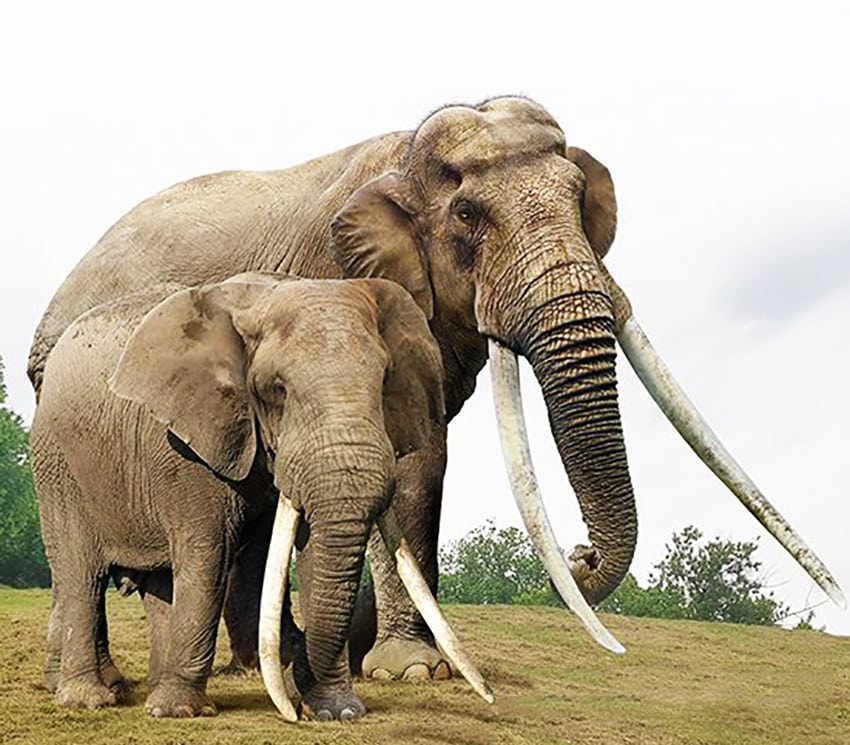 15 наглядных сравнений размеров давно вымерших животных с их современными родственниками 58