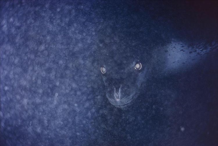 18 фотографий, которые ярко демонстрируют, что морские пучины скрывают страшные тайны 68