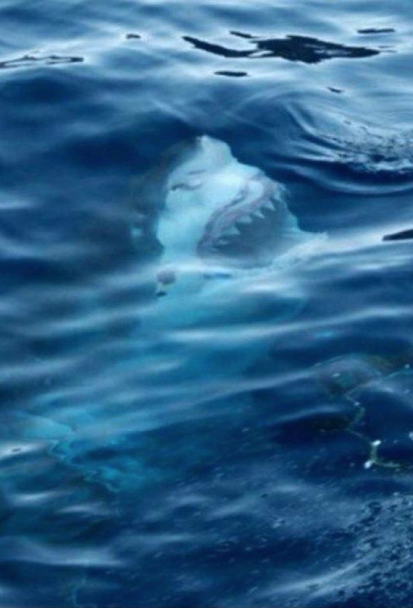 18 фотографий, которые ярко демонстрируют, что морские пучины скрывают страшные тайны 72
