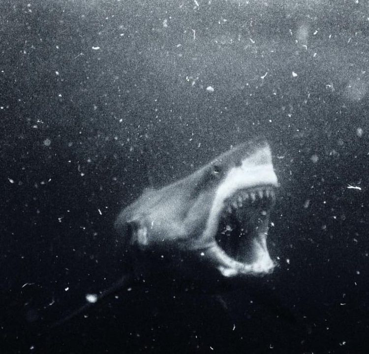 18 фотографий, которые ярко демонстрируют, что морские пучины скрывают страшные тайны 73
