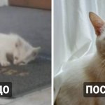 15 фотографий бездомных котов до и после того, как их нашли люди, которые смогли дать им заботу и защиту