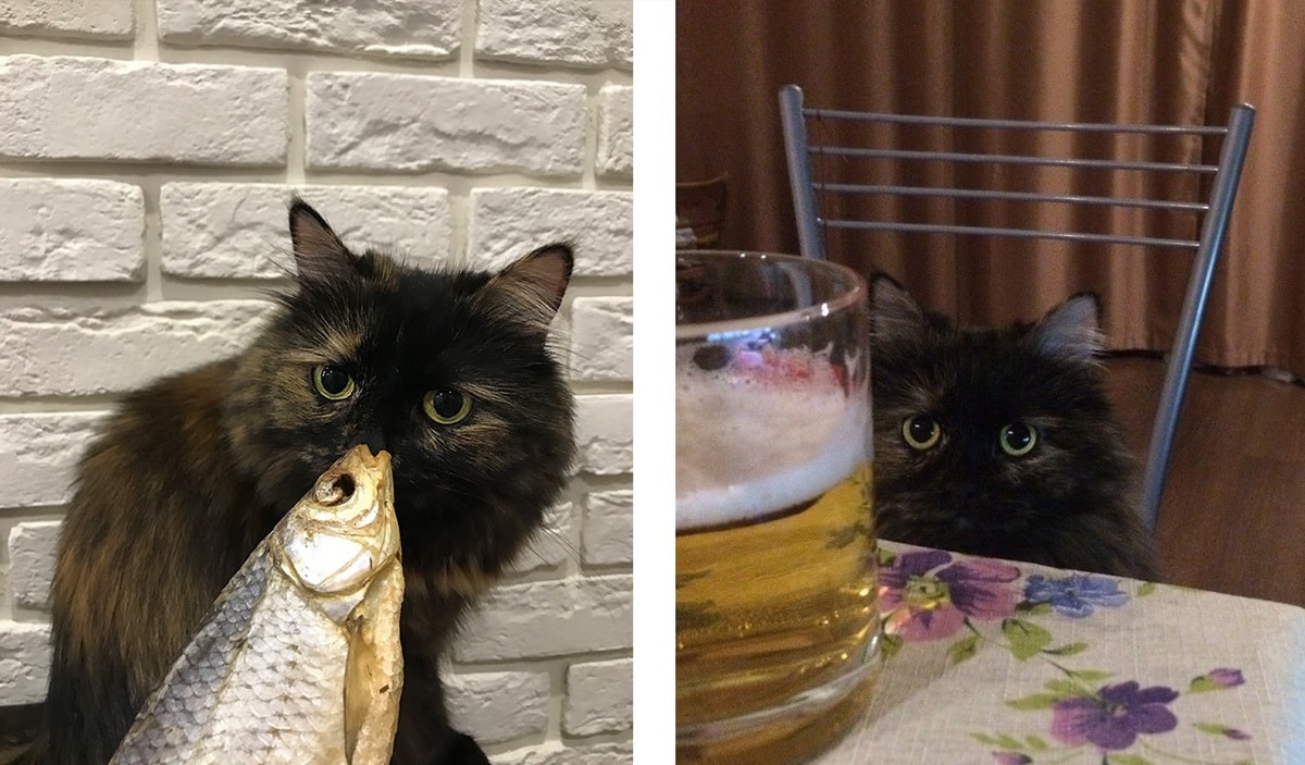 18 фотографий котиков и рыбов, глядя на которые так и хочется сказать «красивое» 30