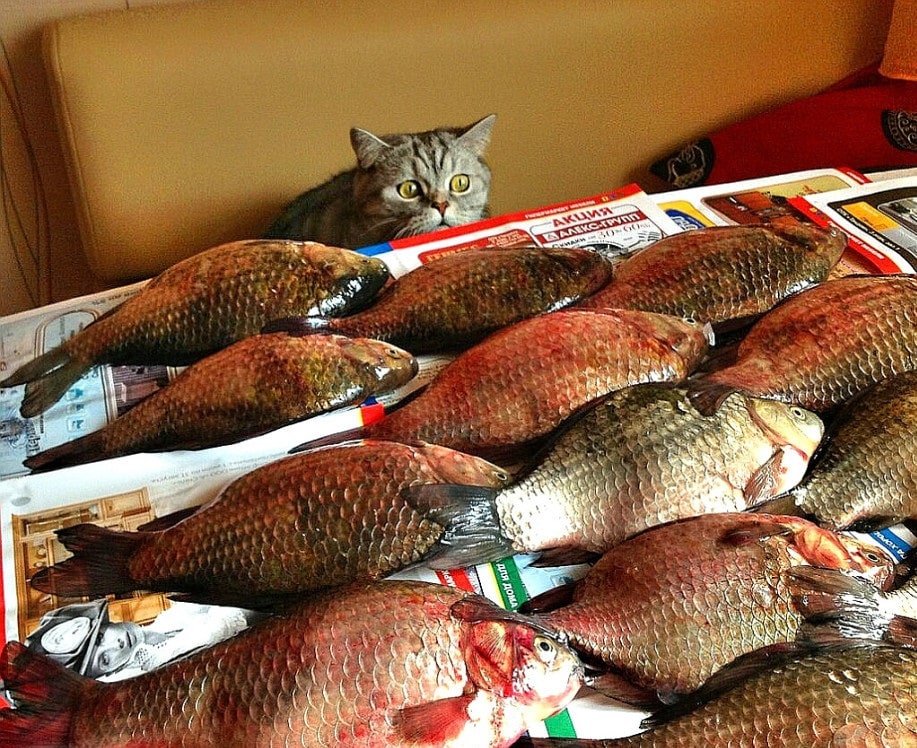 18 фотографий котиков и рыбов, глядя на которые так и хочется сказать «красивое» 35