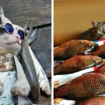 18 фотографий котиков и рыбов, глядя на которые так и хочется сказать «красивое»