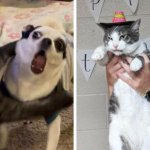 17 забавных фото котов и собак, чьи чувства и эмоции явно написаны на  мордочках